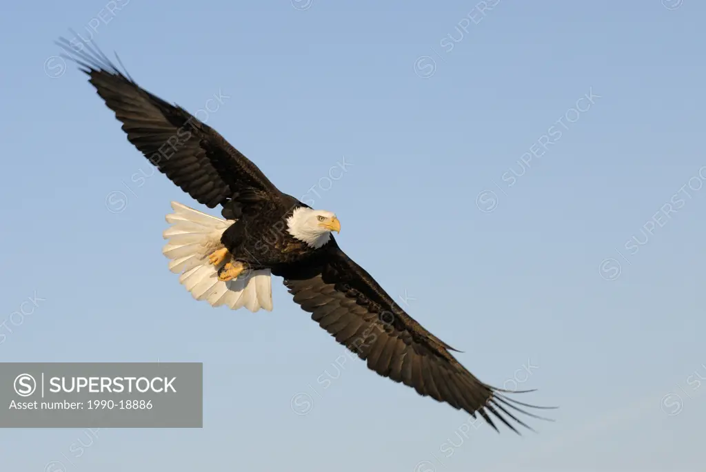 Bald Eagle Haliaeetus leucocephalus in flight, Homer, Alaska, USA