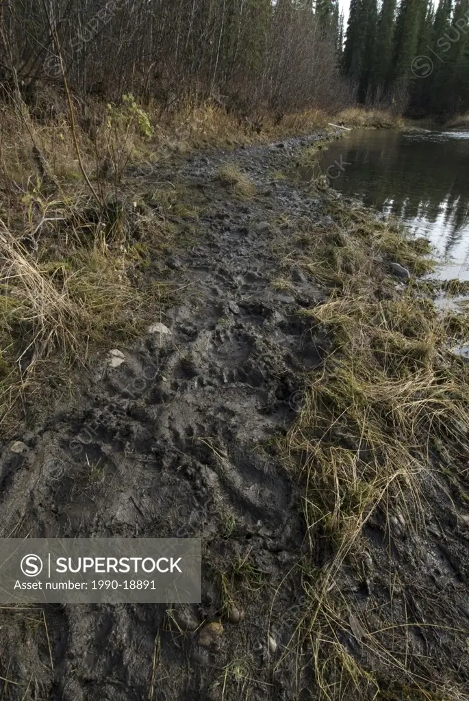 Muddy trail along river used by grizzly bears, covered in bear tracks. Fishing Branch River, Yukon Territory, Canada