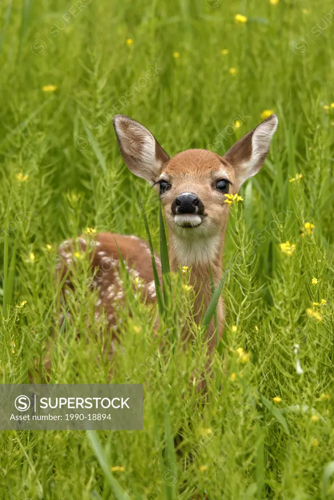 Whitetail deer Odocoileus virginianus fawn standing in flowering field of wild mustard plant, Minnesota, USA