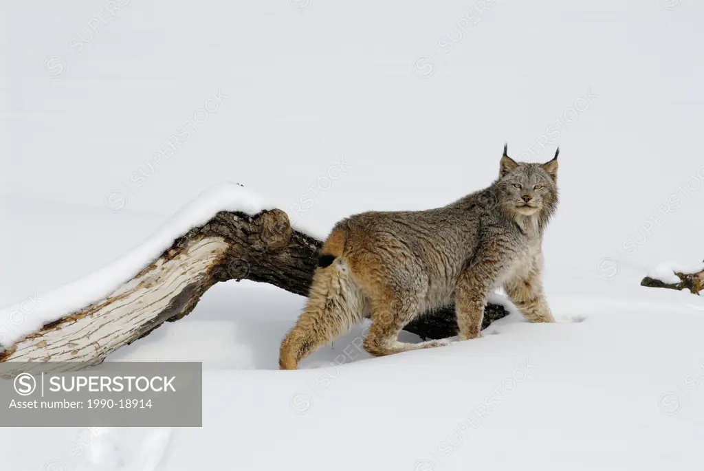 Lynx Lynx canadensis in winter snow. Frozen Kettle River, Minnesota, USA
