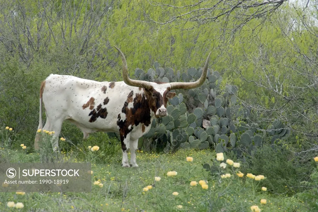 Longhorn Cattle in scrubland the spring. Texas , USA