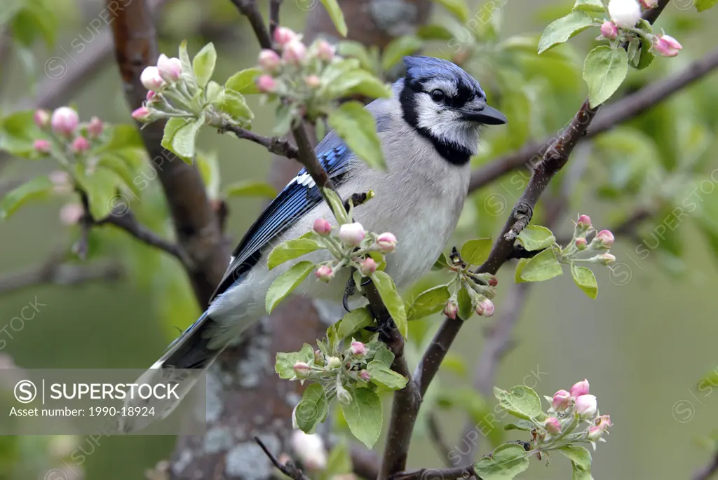 Blue Jay Cyanocitta cristata perched on apple tree branch showing spring blossoms, Ontario, Canada