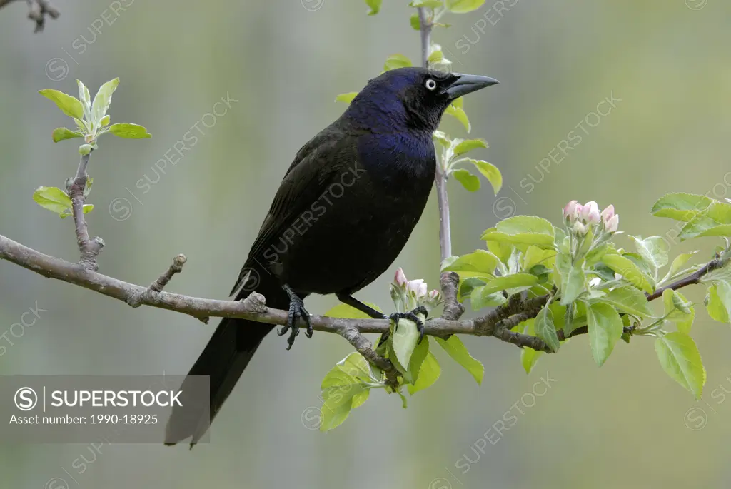 Common Grackle Quiscalus quiscula perched on apple tree branch, Ontario, Canada