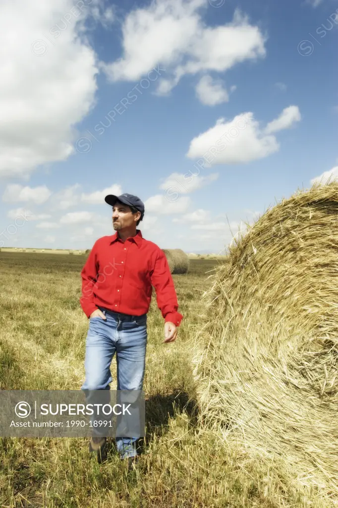 Farmer walking in field with hay bales near Pincher Creek, Alberta, Canada