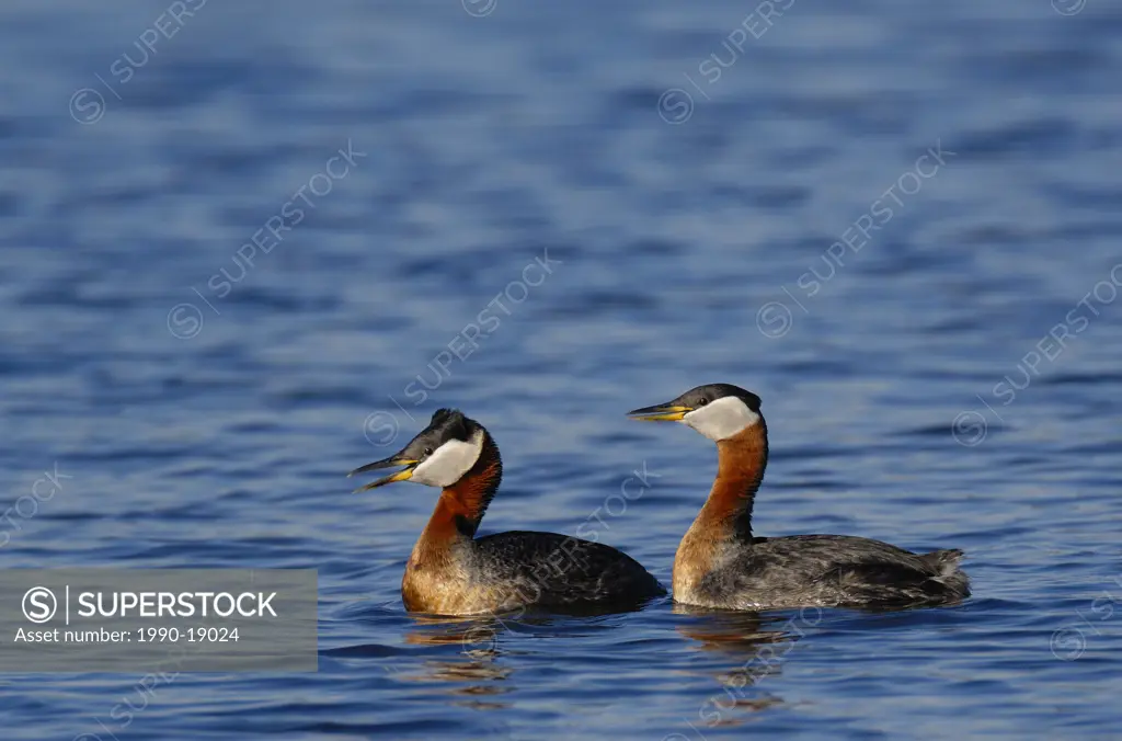 A pair of breeding Red_necked Grebes swimming on a lake in Elk Island National Park, Alberta Canada.