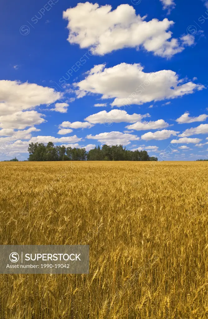 Grain field and sky with cumulus clouds, Manor, Saskatchewan, Canada