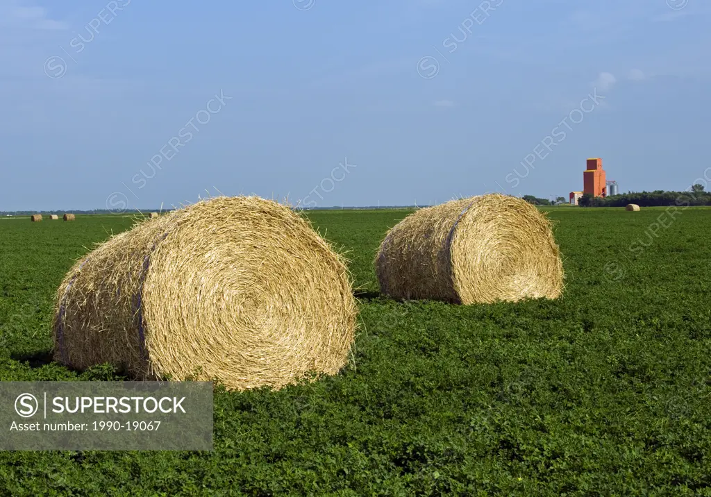Alfalfa field with rolls and grain elevator in the background. Near Carey, Manitoba, Canada