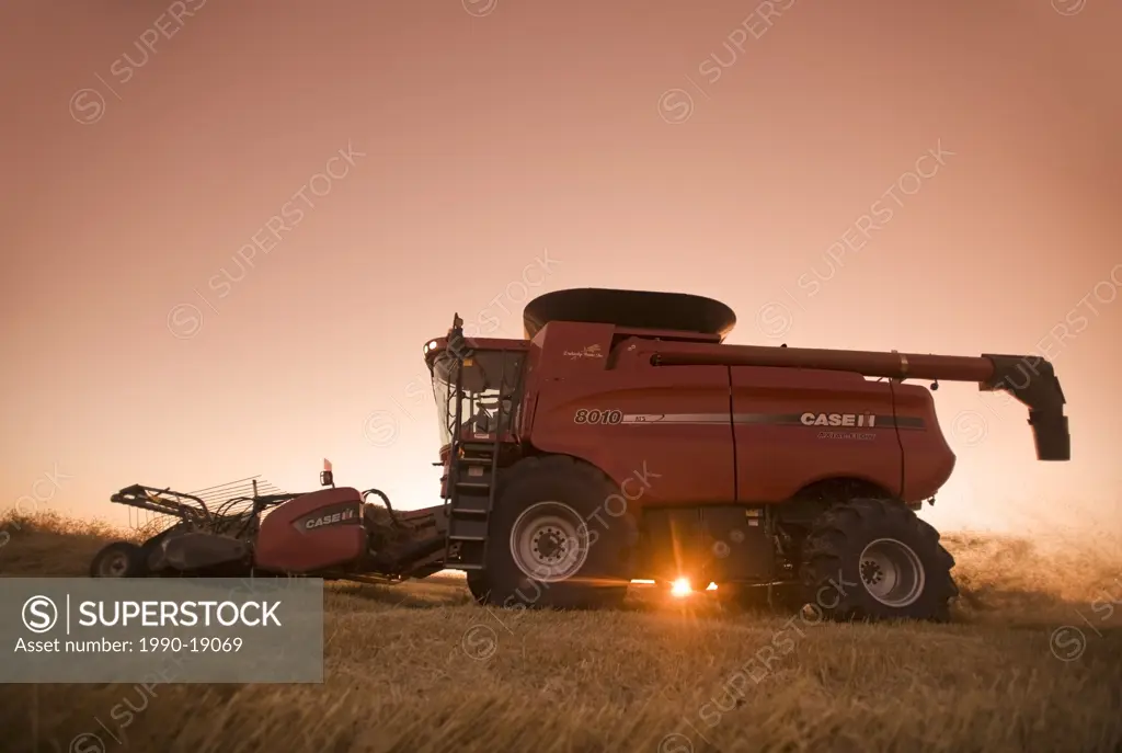 A combine harvester work a field ofswathed spring wheat at sunset, Dugald, Manitoba, Canada