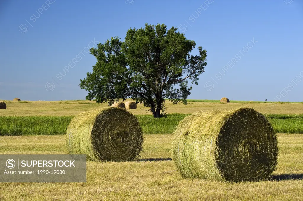 Hay rolls and tree. Near Estevan, Saskatchewan, Canada