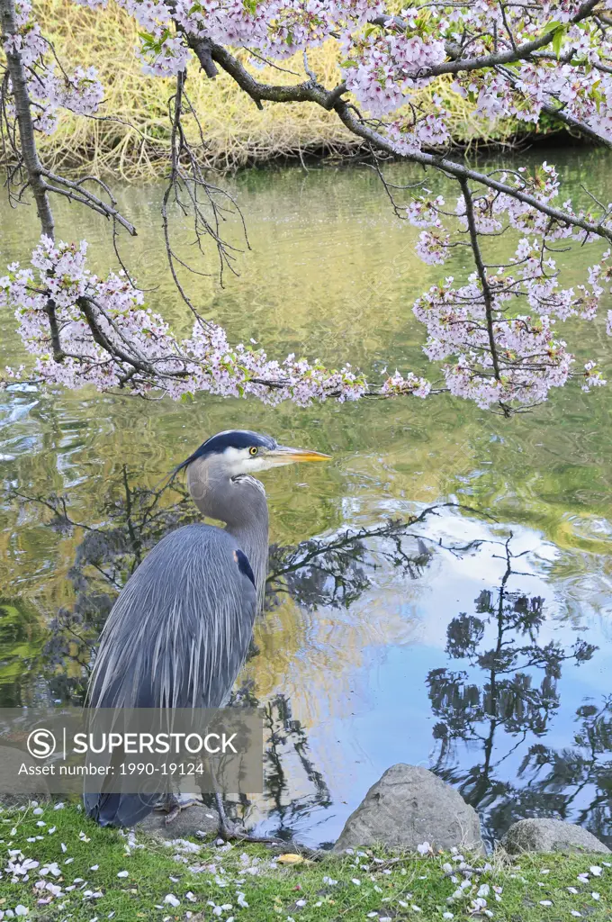 Great Blue Heron standing under cherry blossom trees by pond in Beacon Hill Park, Victoria, British Columbia, Canada
