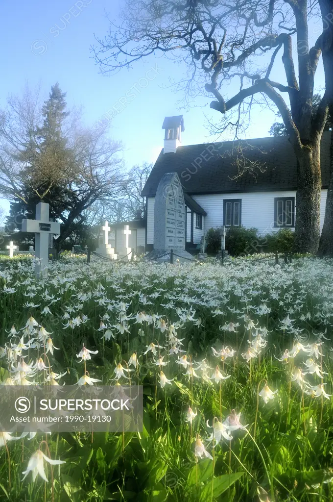 Native white fawn lilies bloom at Saint Mary the Virgin Anglican Church, Metchosin, British Columbia, Canada