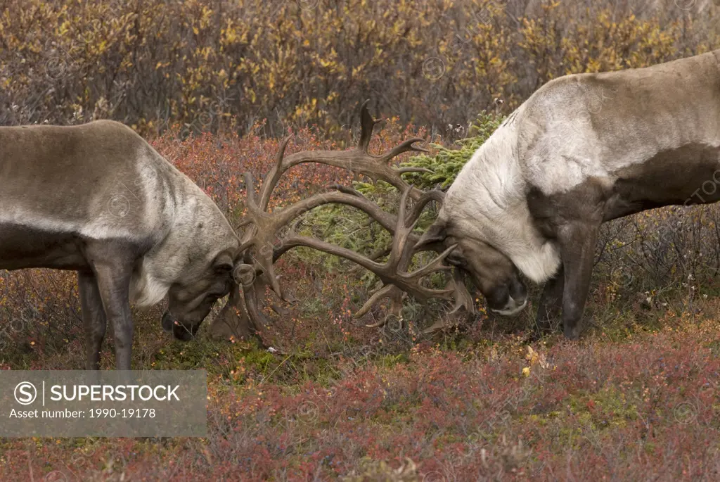 Barren_ground Caribou Rangifer tarandus bulls sparring in tundra habitat. Denali National Park, Alaska, USA