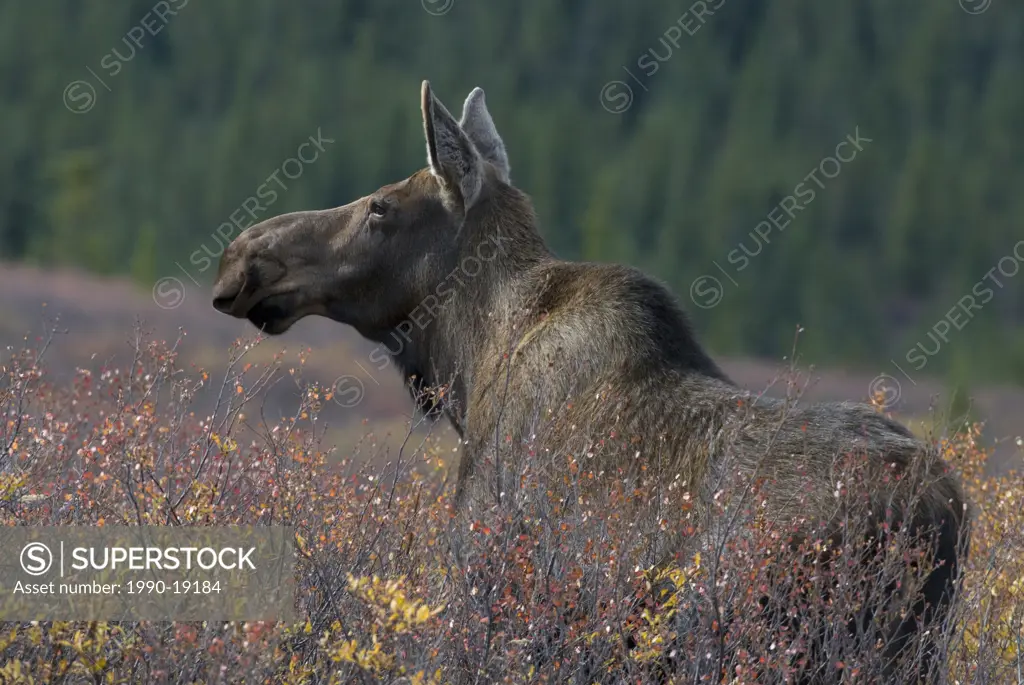 Portrait of adult cow moose Alces alces in dense dwarf birch and willow shrub. Denali National Park, Alaska, USA
