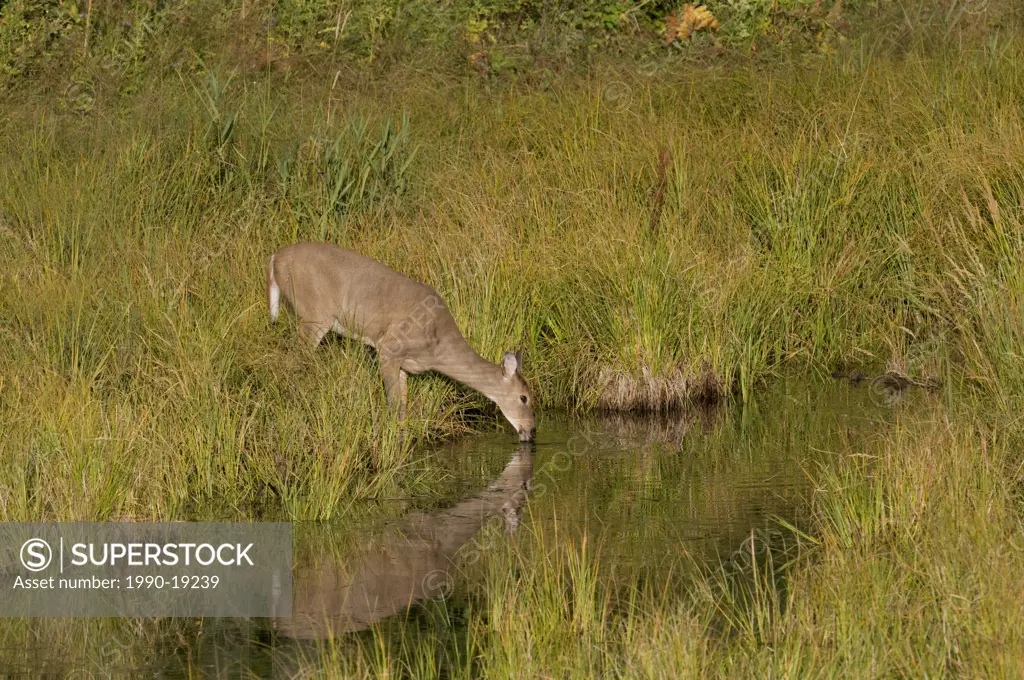 Female White_tailed Deer Odocoileus virginianus drinking from a river. Waterton Lakes National Park, Alberta, Canada