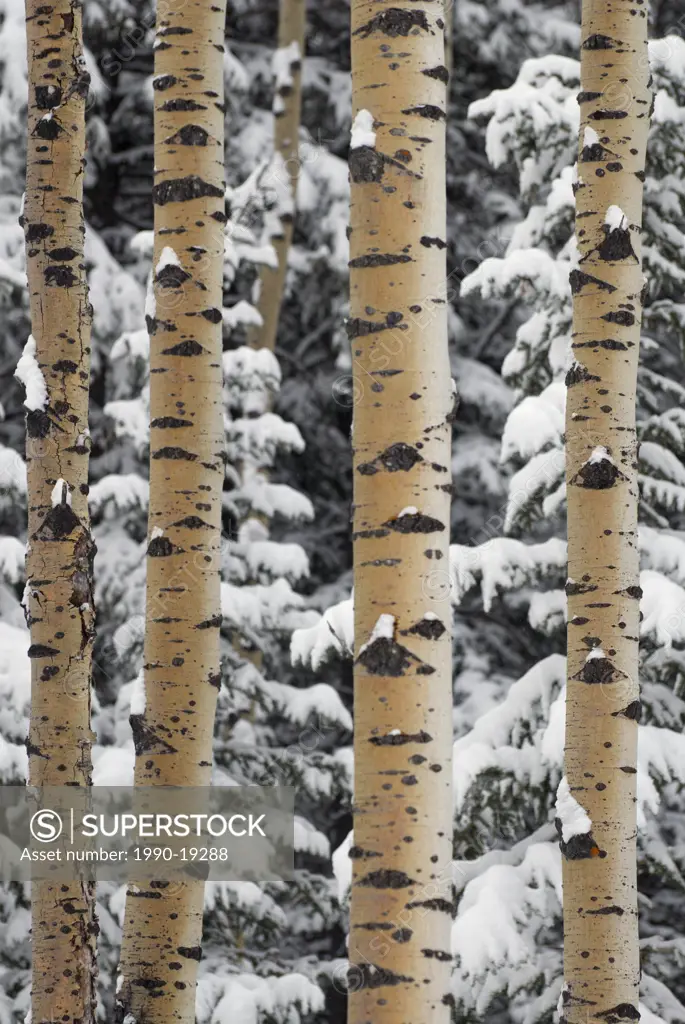 Mixed forest in snowstorm. Kananaskis Country, Alberta, Canada