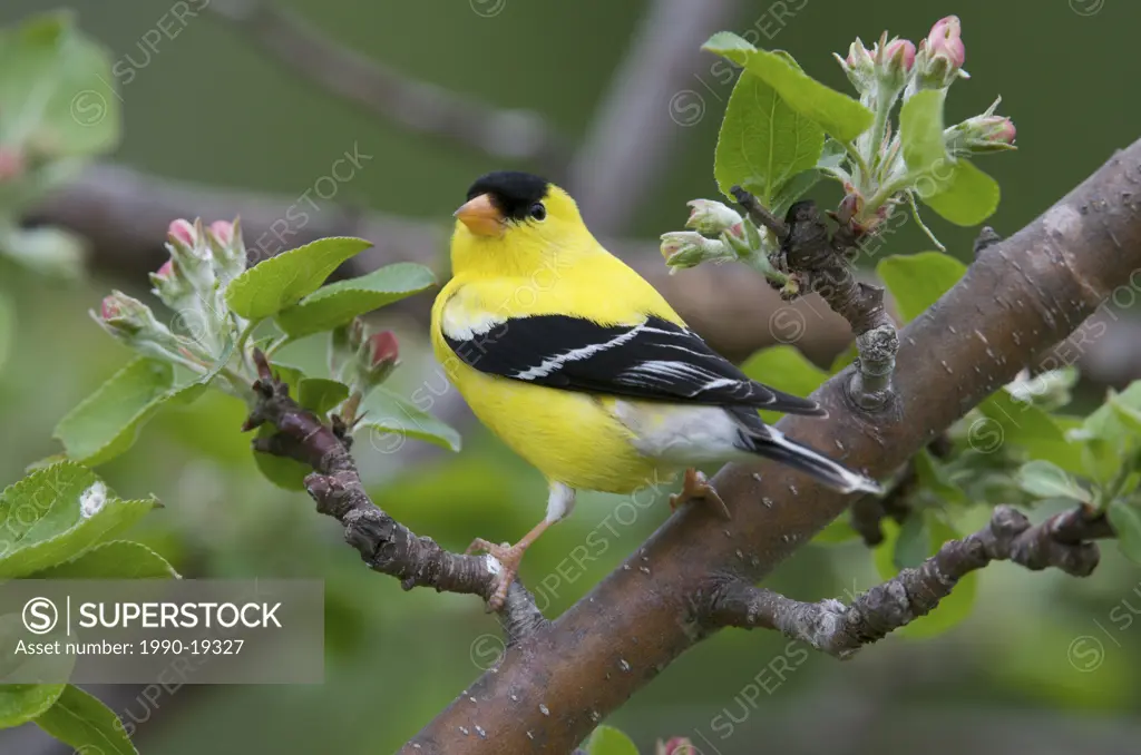 Male American Goldfinch Carduelis tristis in Norland Apple Tree, Spring, Ontario, Canada.