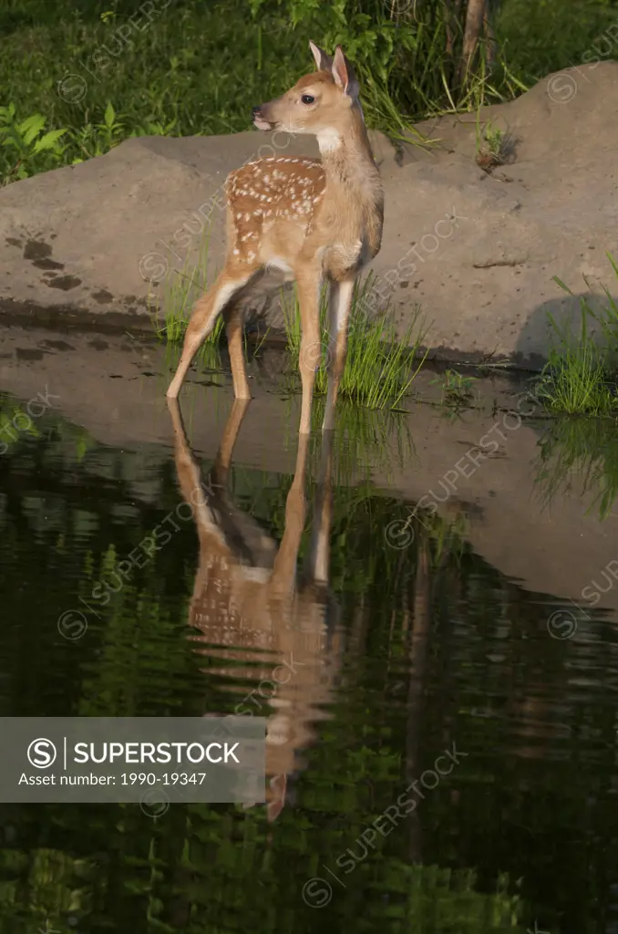 Whitetail Deer Fawn Odocoileus virginianus with reflection in pond, Grand Portage National Monument, Minnesota