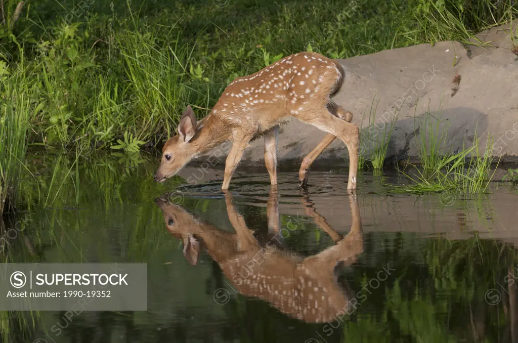 Whitetail Deer Fawn Odocoileus virginianus with reflection in pond, Grand Portage National Monument, Minnesota