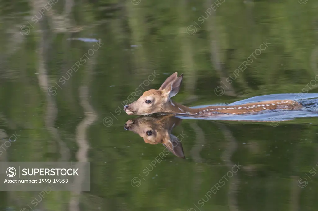 Whitetail Deer Fawn Odocoileus virginianus swimming in pond, Grand Portage National Monument, Minnesota