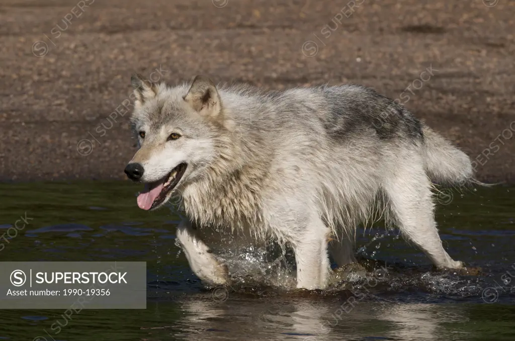 Timber Wolf Canis lupus in lake in Boundary Waters Canoe Area, Minnesota, USA, North America