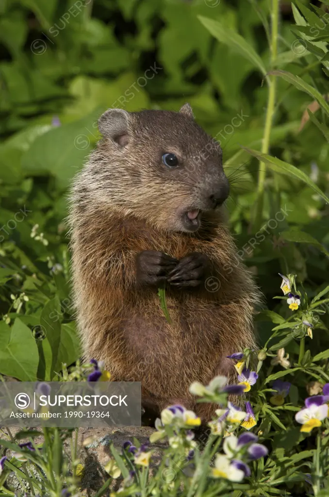 Young woodchuck Marmota monax in spring, eating vegetation.
