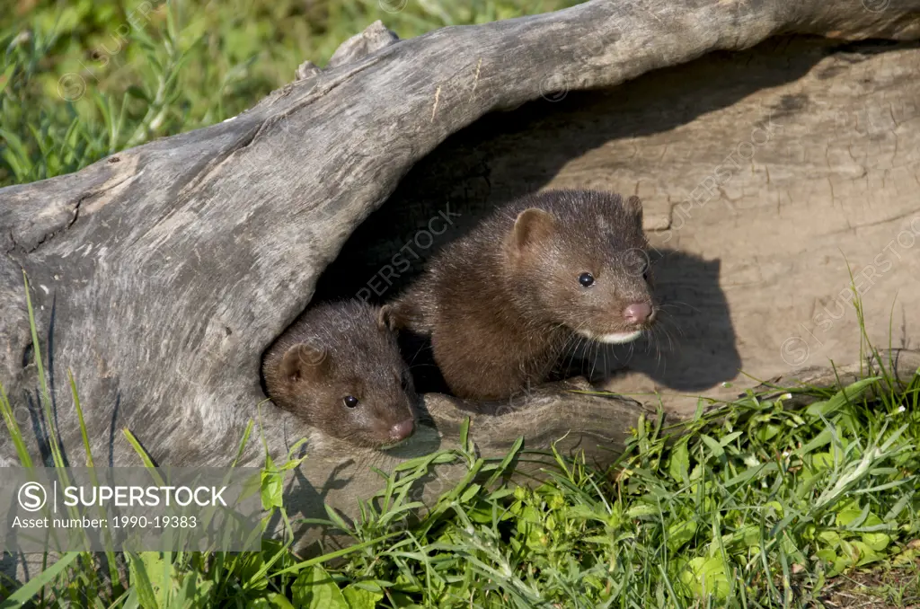 Mink Mustela vison young hiding in hollow log. North America.