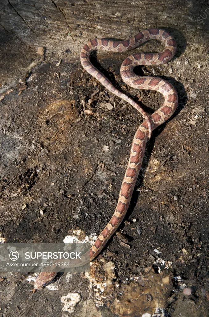 Corn Snake Elaphe guttata Range: Virginia, Mississippi north to Kentucky, non_poisonous, harmless.
