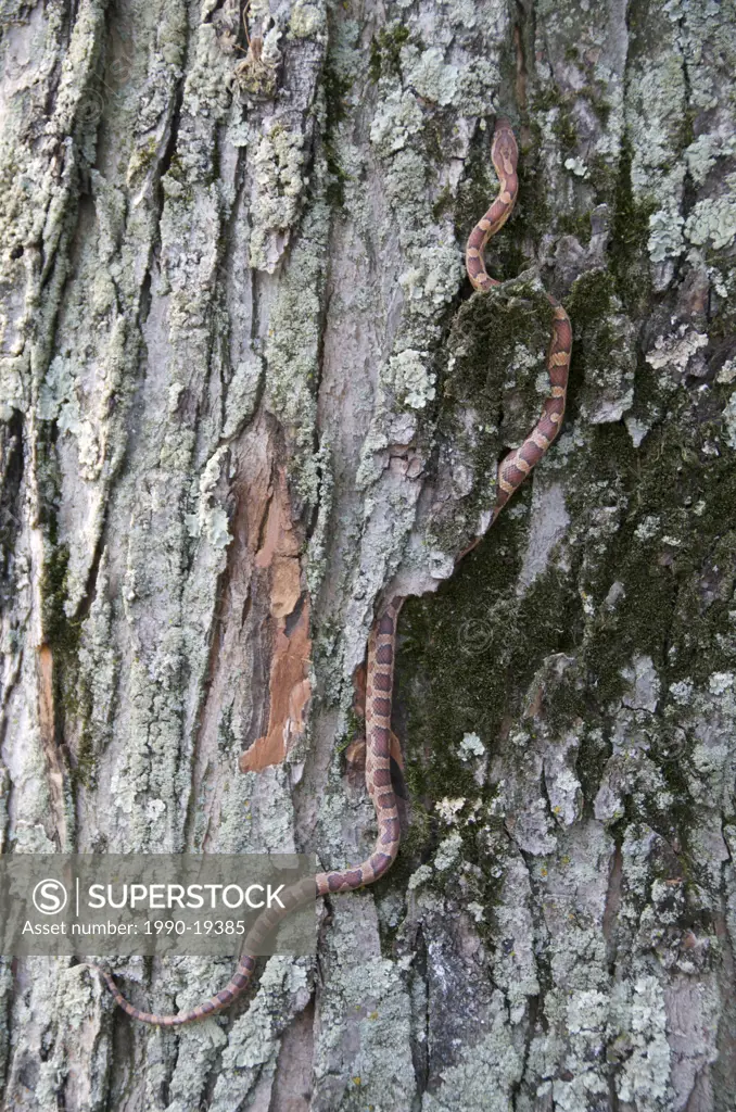 Corn Snake Elaphe guttata Range: Virginia, Mississippi north to Kentucky