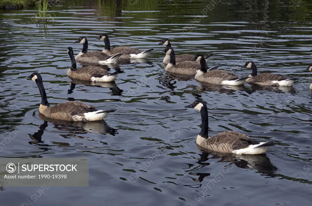 Canada Geese Branta canadensis flock swimming over pond. North America.