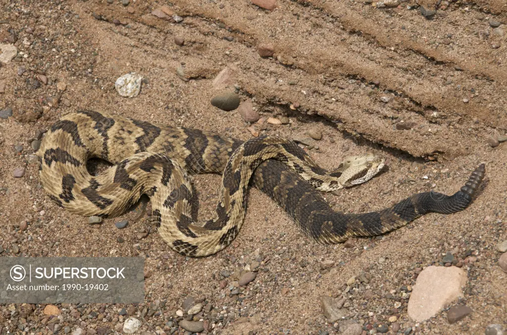 Timber Rattlesnakes Crotalus horridus have a wide range from New Hampshire south to Texas. The Timber Rattlesnake is listed as state Endangered in Ind...