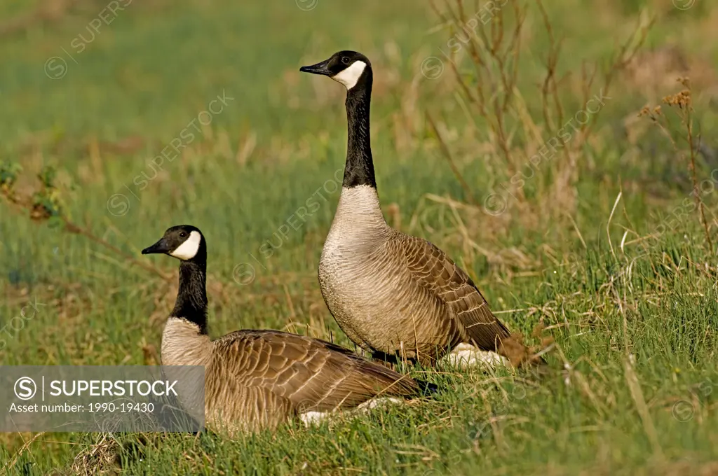 Two adult Canada Geese foraging in a green grassy meadow.
