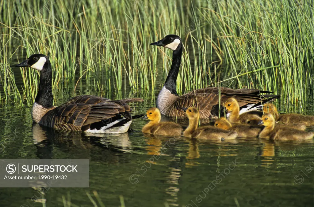 A pair of Canada Geese being protective of their new brood of yellow fluffy chicks.