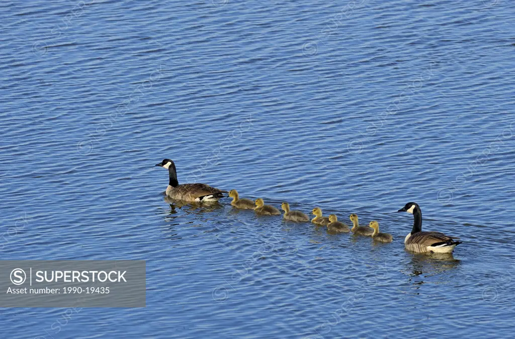 A shot of a family of Canada Geese swimming away in a line across a blue water lake.