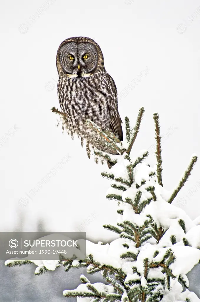 Great Grey Owl sits perched on the top of a snow covered spruce tree on the lookout for prey.