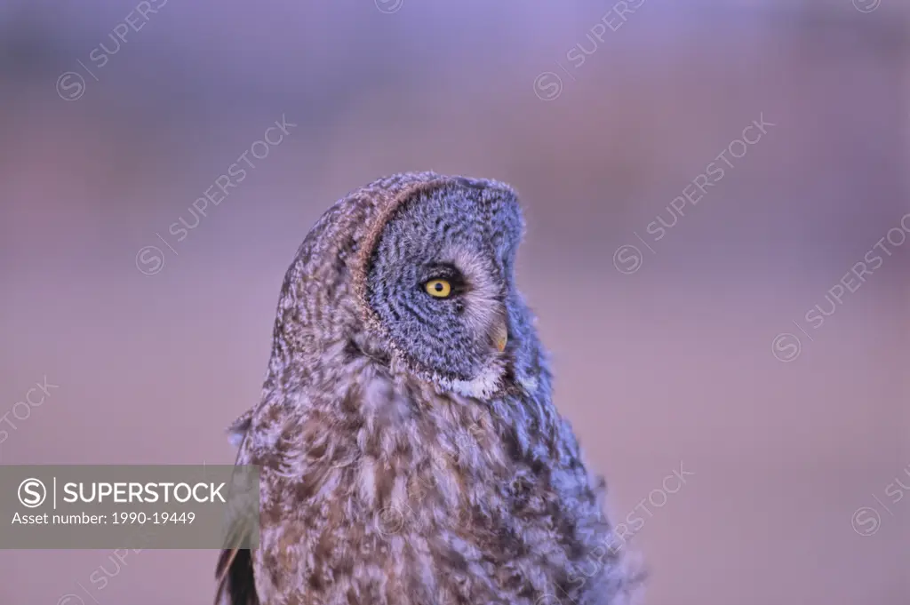 A close up portrait of a Great Grey Owl