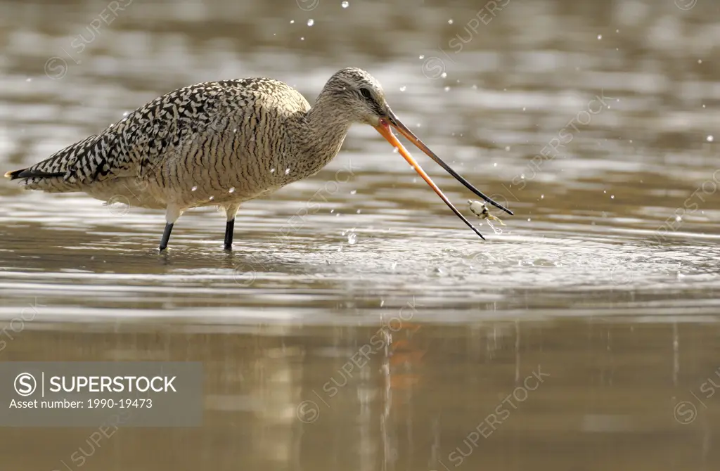 Marbled Godwit was made while the shorebird was foraging for food along the shors of a shallow lake in Alberta Canada.
