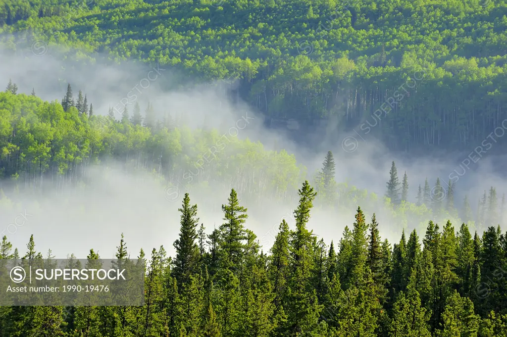 A white mist rising from a flowing stream into the cooler air on an early summer morning, Alberta, canada