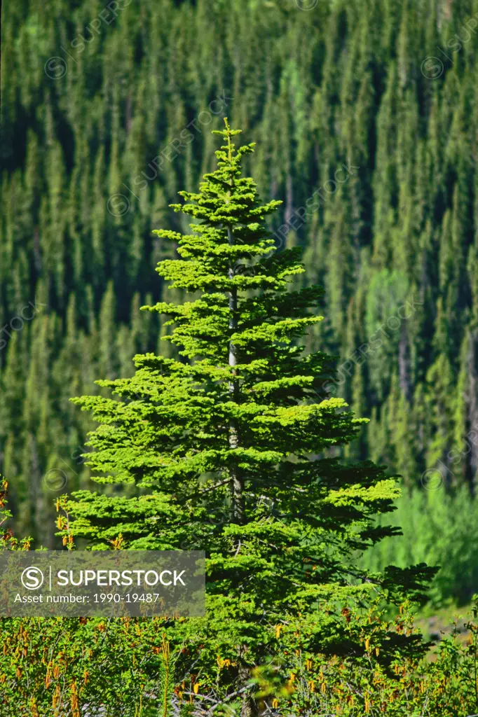 Spruce tree growing on the crest of a hill