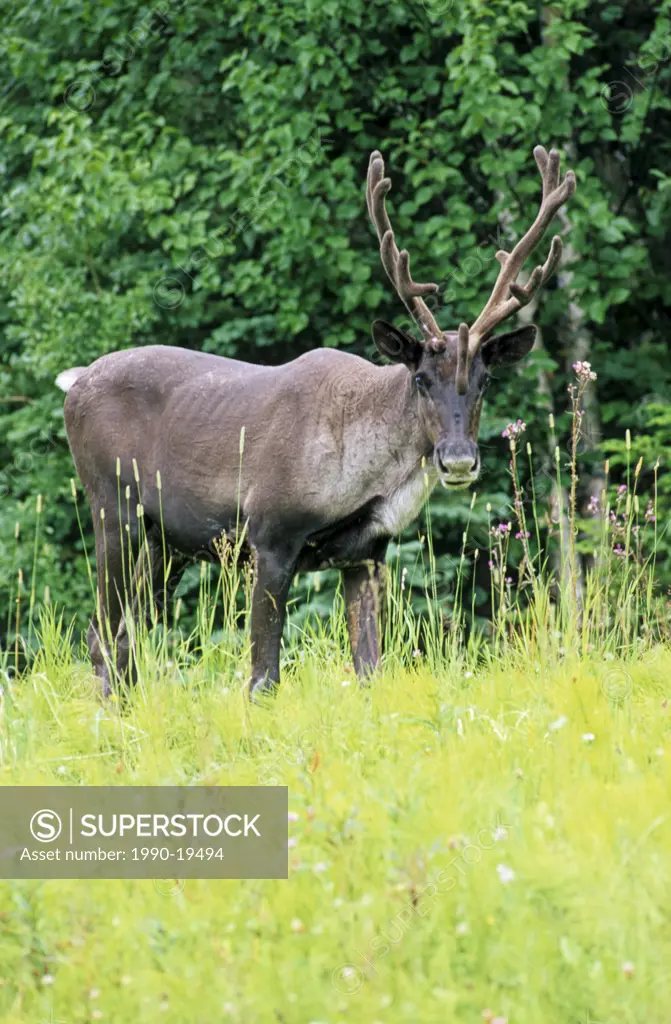 Woodland Caribou with velvet antlers foraging in his wooded habitat.