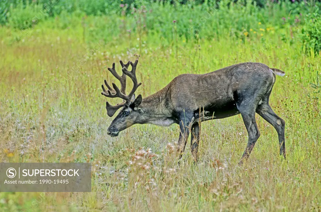 Woodland Caribou in summertime with a velvet rack of impressive antlers.