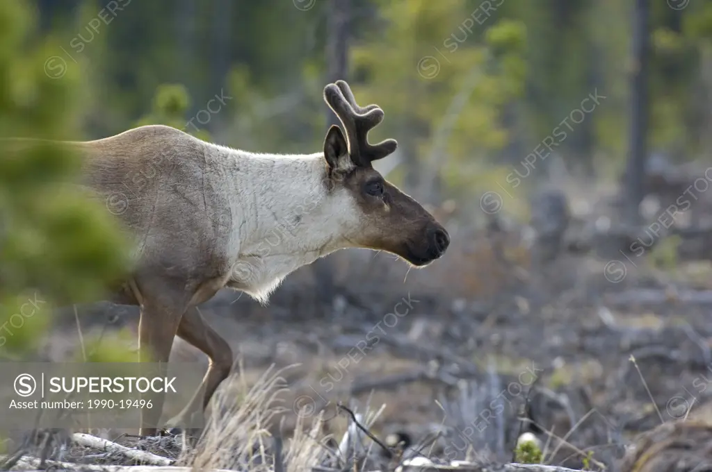 A close up side view image of a foraging woodland Caribou in springtime.