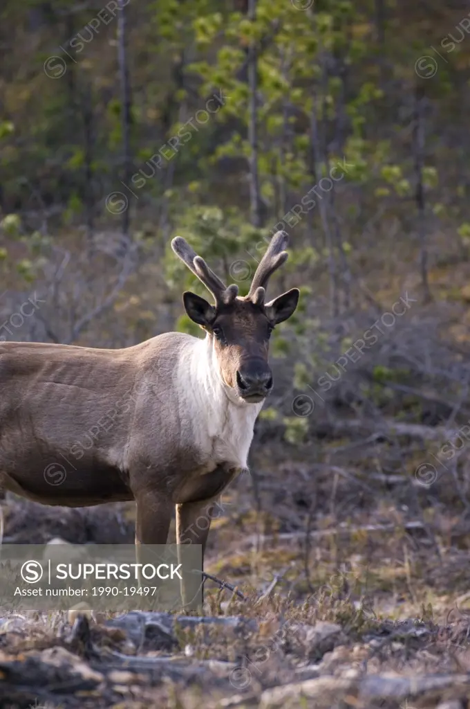 Woodland Caribou with short velvet antlers in his wooded habitat.