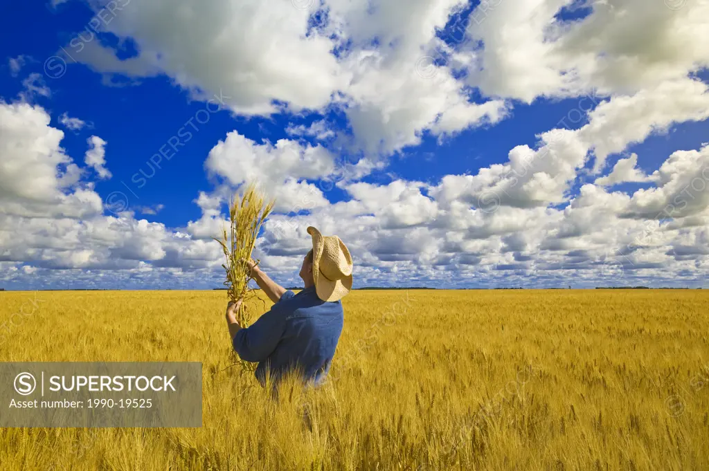 a man examines maturing spring wheat with a sky filled with cumulus clouds in the background, near Dugald, Manitoba, Canada