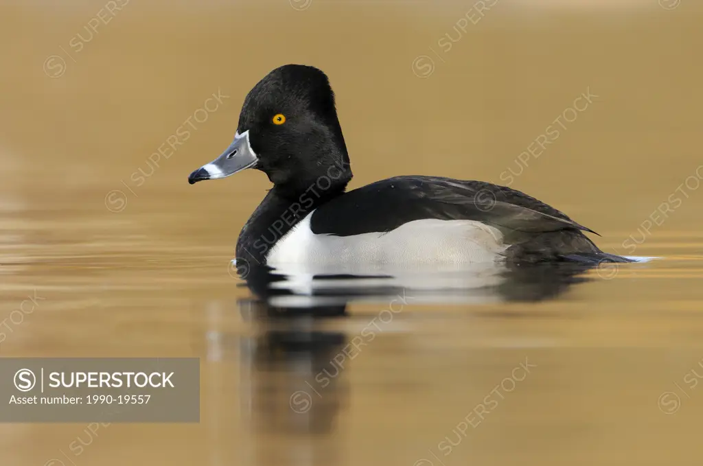 Male Ring_necked Duck Aythya collaris on Kings Pond
