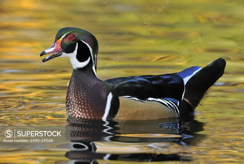 Male Wood Duck calling at Mystic Pond