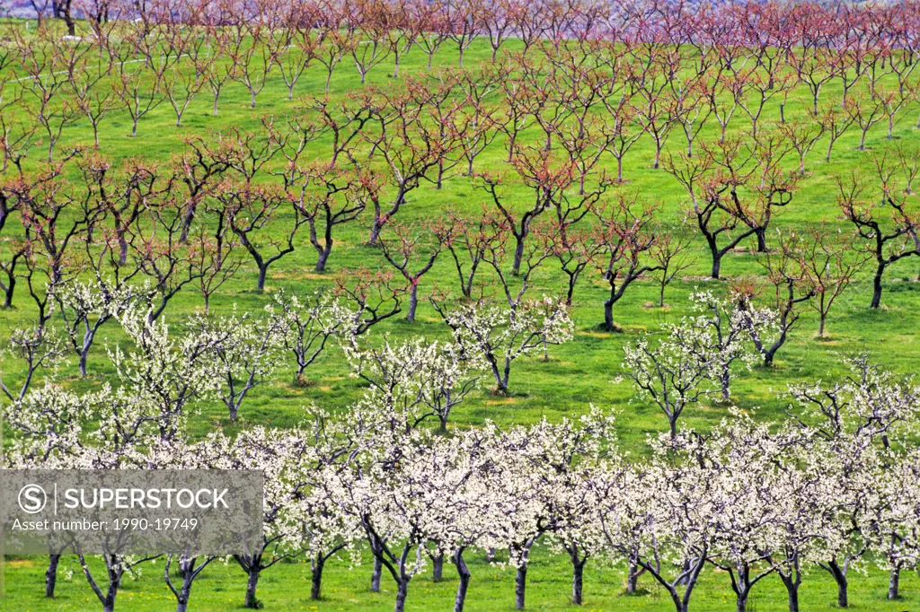 Apple orchard in bloom, Okanagan Valley, Osoyoos, British Columbia, Canada