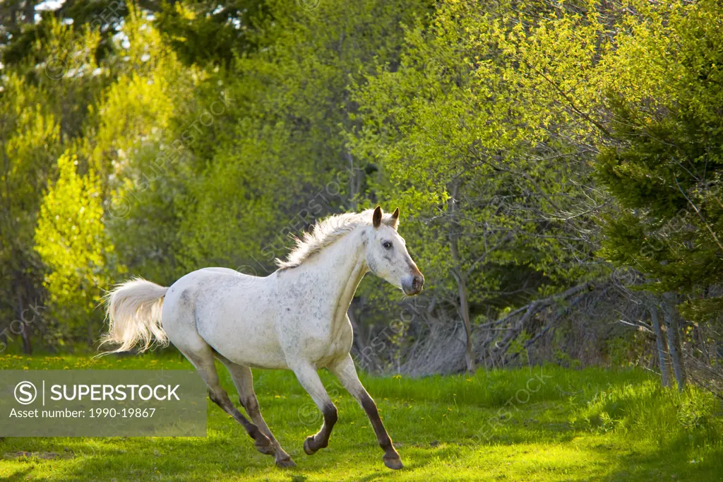 White horse running in field, Prince Edward Island, Canada