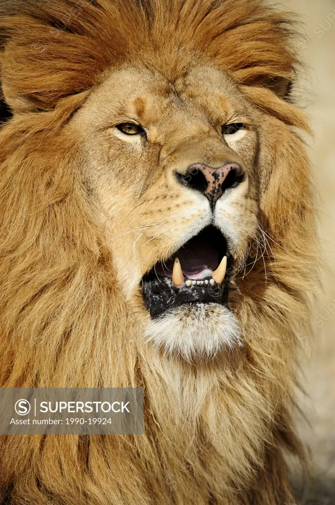 Barbary lion Panthera leo, extinct in wild_ captive