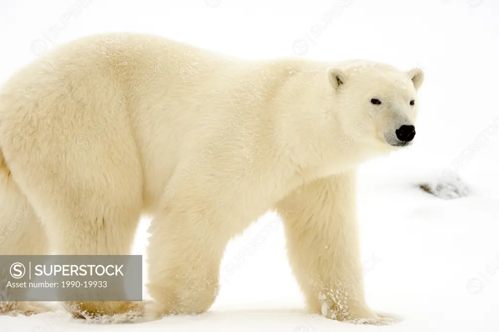 Polar bear Ursus maritimus walking along Hudson Bay coastline