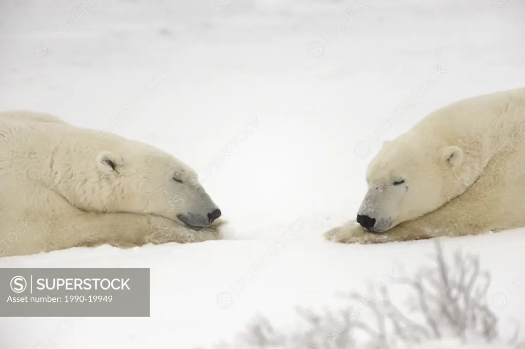 Polar bear Ursus maritimus Pair resting after sparring/playfighting
